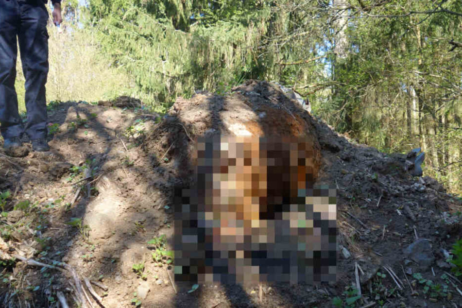 Ein Rind liegt halb verscharrt unter einem Erdhügel.