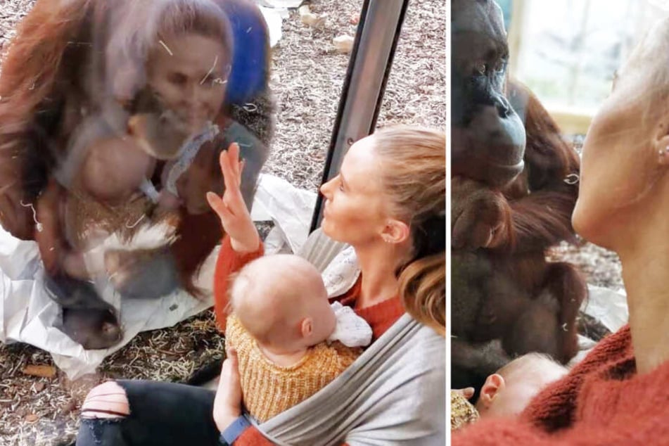 Affenstark: Orang-Utan-Dame beschützt stillende Mutter im Zoo!