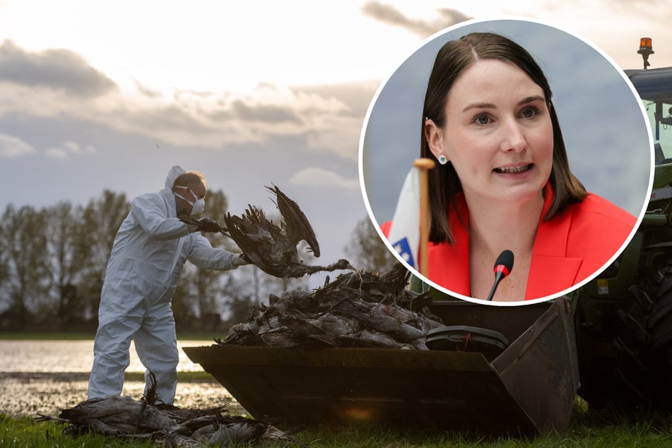"Fassen Sie auf keinen Fall die Wildvögel an": Gesundheitsministerin warnt vor Vogelgrippe