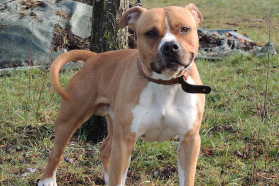 Franky ist ein kastrierter Staffordshire-Terrier.