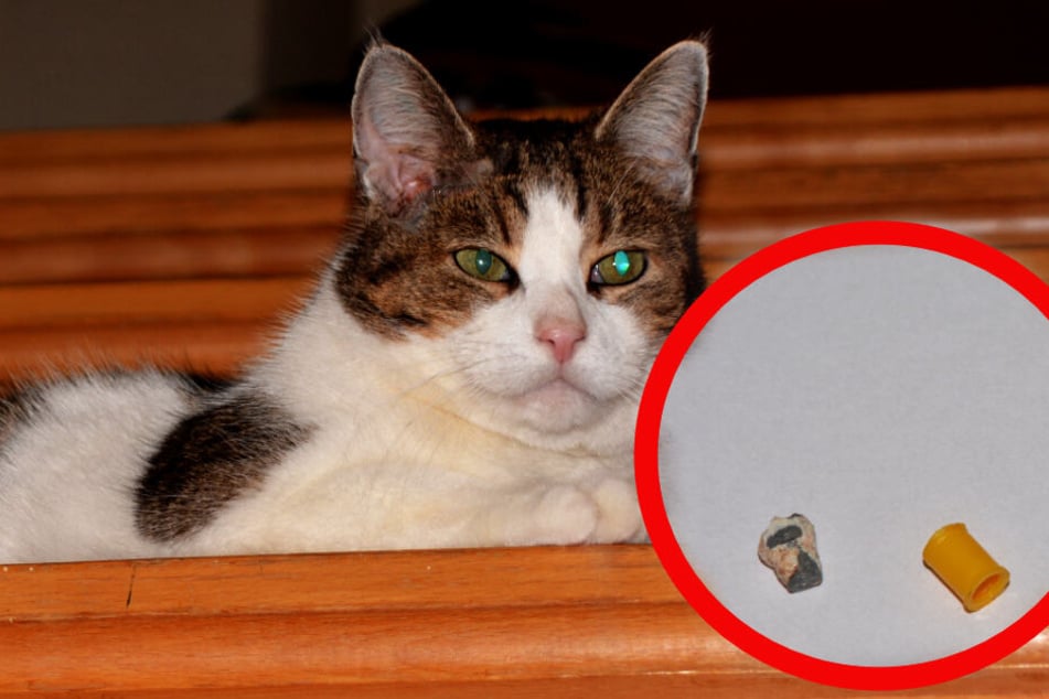 Zwei Diabolo-Projektile im Kopf: Wer schoss auf Kater Max?