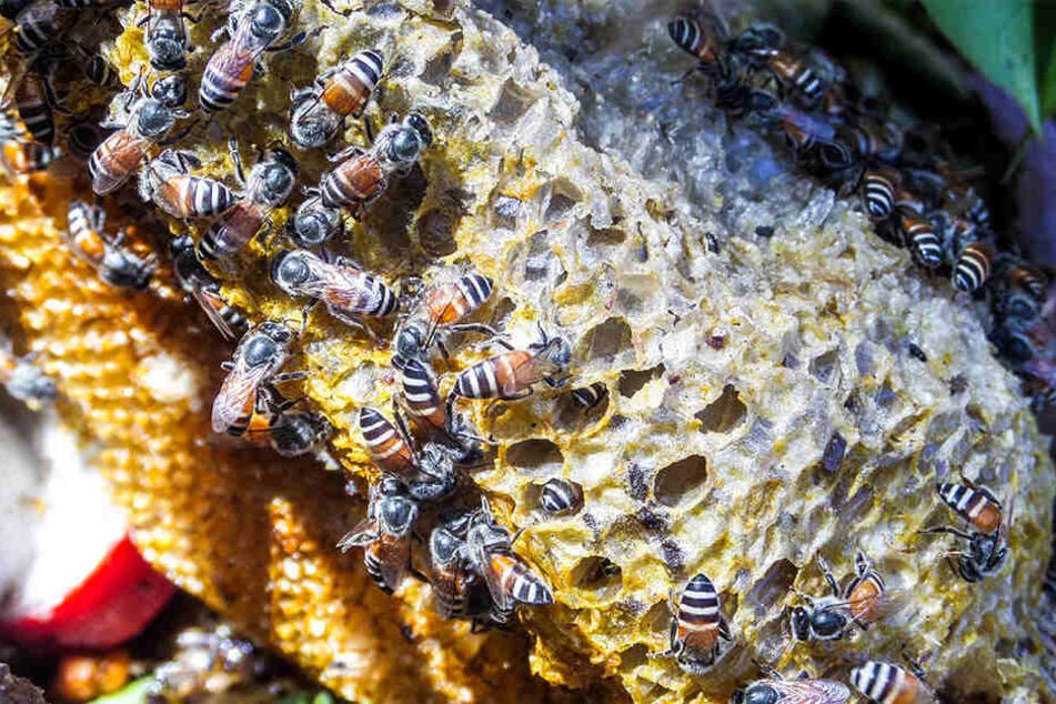 Die Bienen verteidigten ihr "Revier". (Symbolbild)