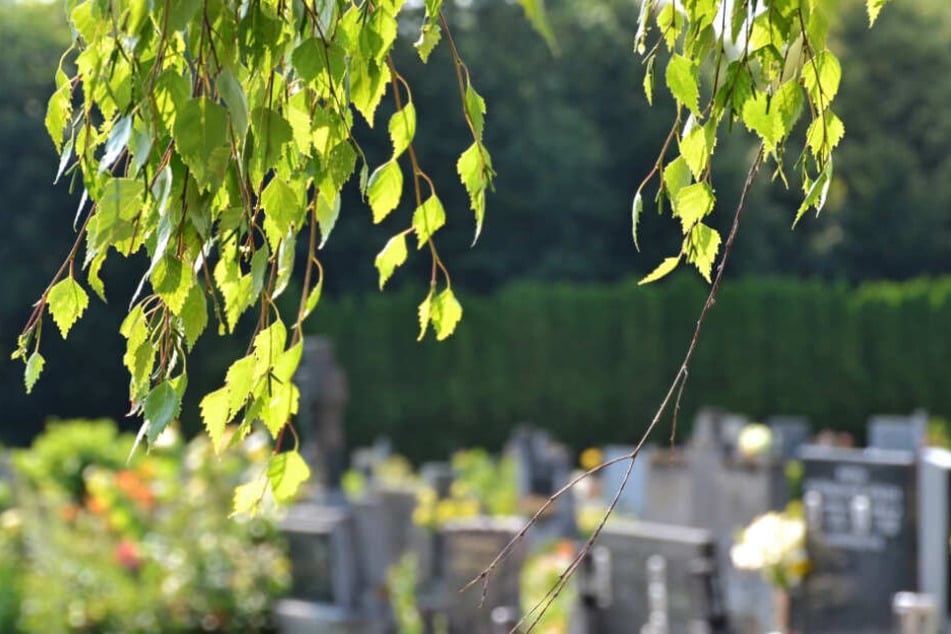 Ein Ast eines Baumes über Gräbern auf einem Friedhof. (Symbolbild)