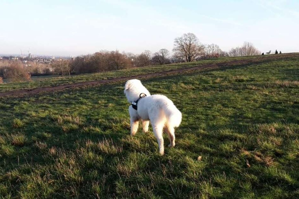 Hund "Bo" hilft seiner Besitzerin über die schrecklichen Schmerzen hinwegzukommen.