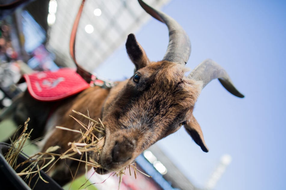Hennes VIII. hat als Vereinstier des 1. FC Köln viel erlebt.