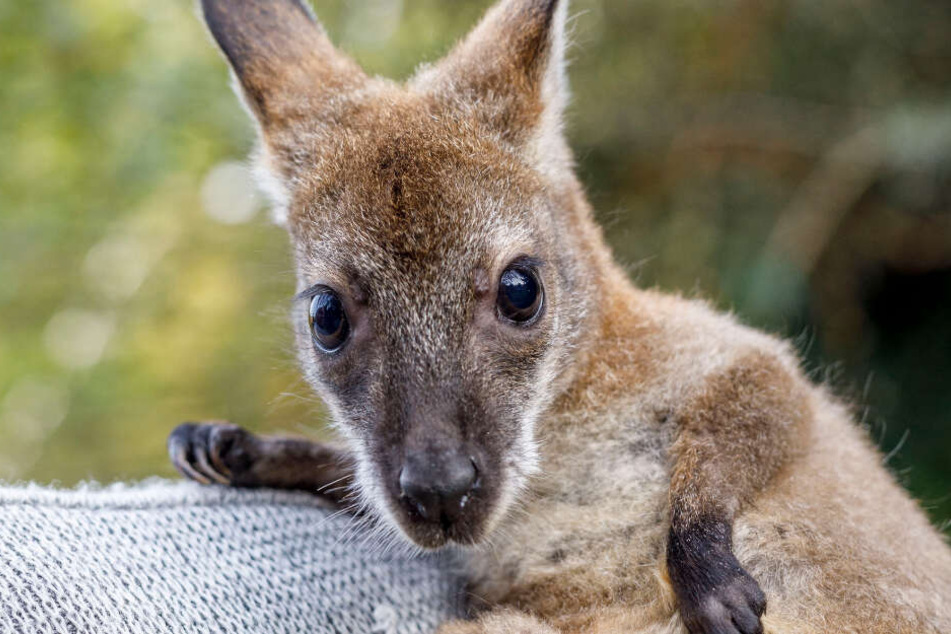 Aktuell lebt Gertrud bei ihrem Ziehvater. Sollte er den Tierpark abgeben, wird die Känguru-Dame ihr neues Zuhause im Erfurter Zoo finden.