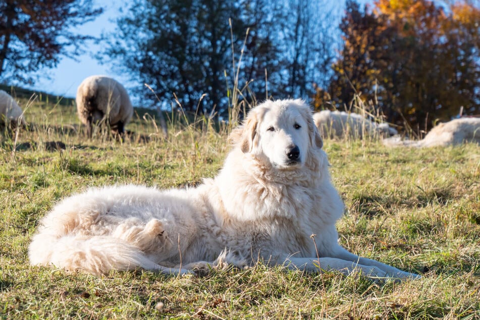 Pyrenäenberghund sind eigentlich richtige Naturburschen. Die bis zu 75 Kilo schweren und 80 Zentimeter (Schulterhöhe) großen Hunde beschützten ihre Schafe vor allen Gefahren.