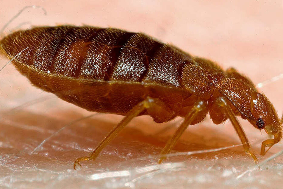 Nachts krabbeln Bettwanzen zu Menschen und saugen ihnen das Blut aus. Dazu stechen sie mehrmals hintereinander zu.