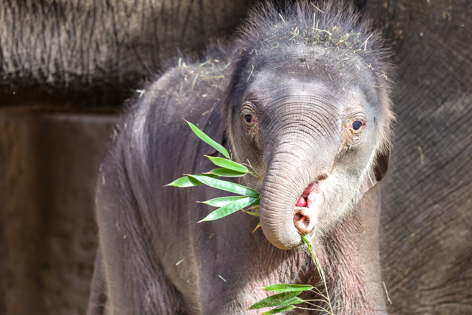Der Elefantenbulle war am 25. September im Zoo Leipzig zur Welt gekommen.