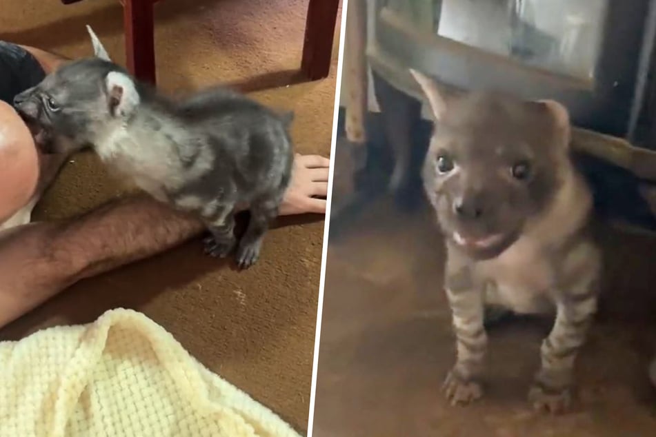 This hyena cub is causing anger and outrage on TikTok as commenters think the wild animal was adopted into a domestic situation.