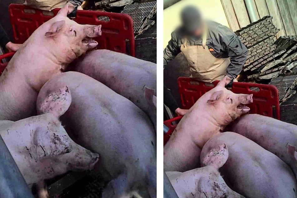 Aufnahmen mit versteckter Kamera zeigen wie beispielsweise lädierte Schweine zum Transporter getrieben werden.