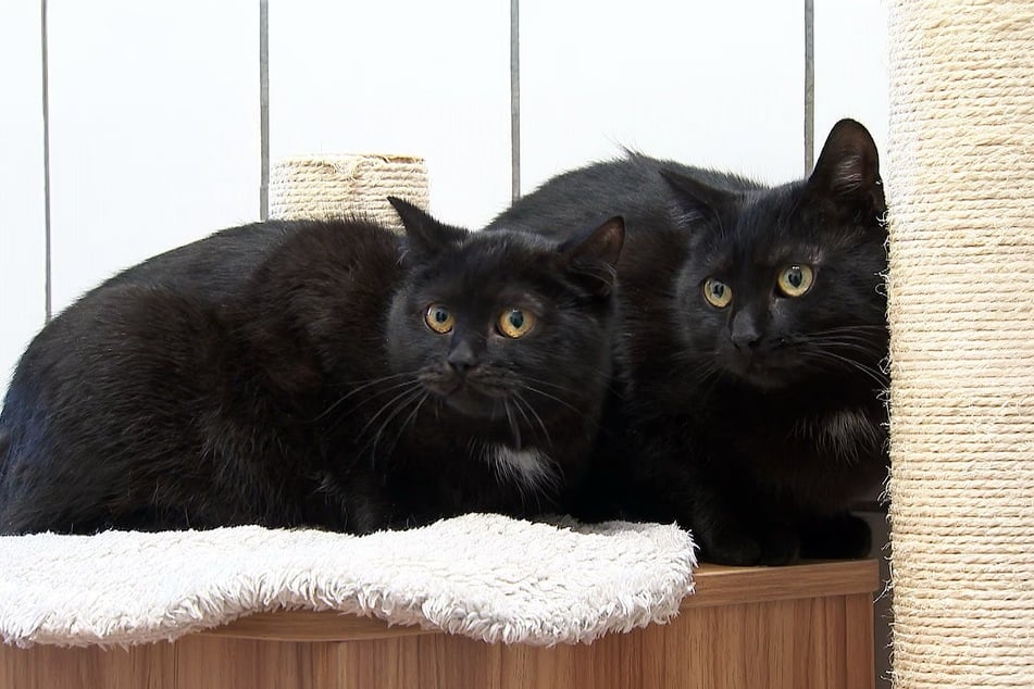 Im Sommer des vergangenen Jahres wurden Charly und Cleo gefunden und kamen in die Obhut der Tierschützer.