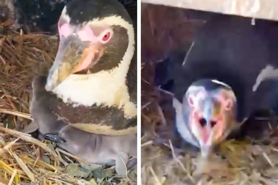 Wie ein Schießhund passt die Pinguinmama auf ihre Küken auf.