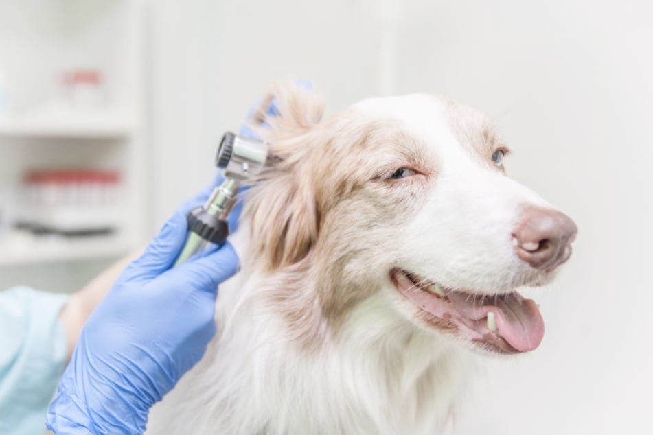Hunde mit Merle-Faktor haben in seltenen Fällen Probleme mit den Augen und Ohren.