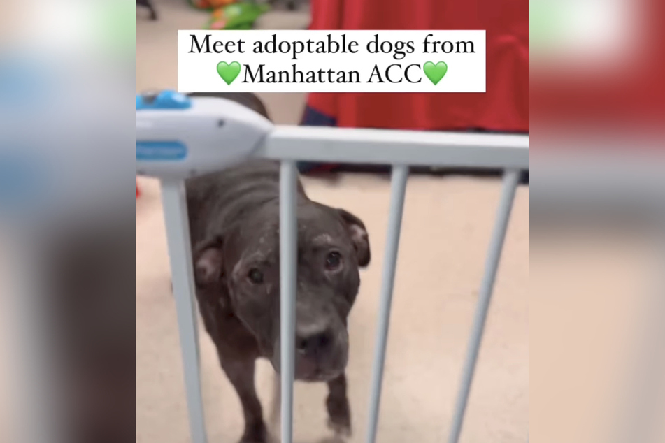 Animal Care Center of NYC is posting emergency placement lists in a bid to stave of euthanasia.