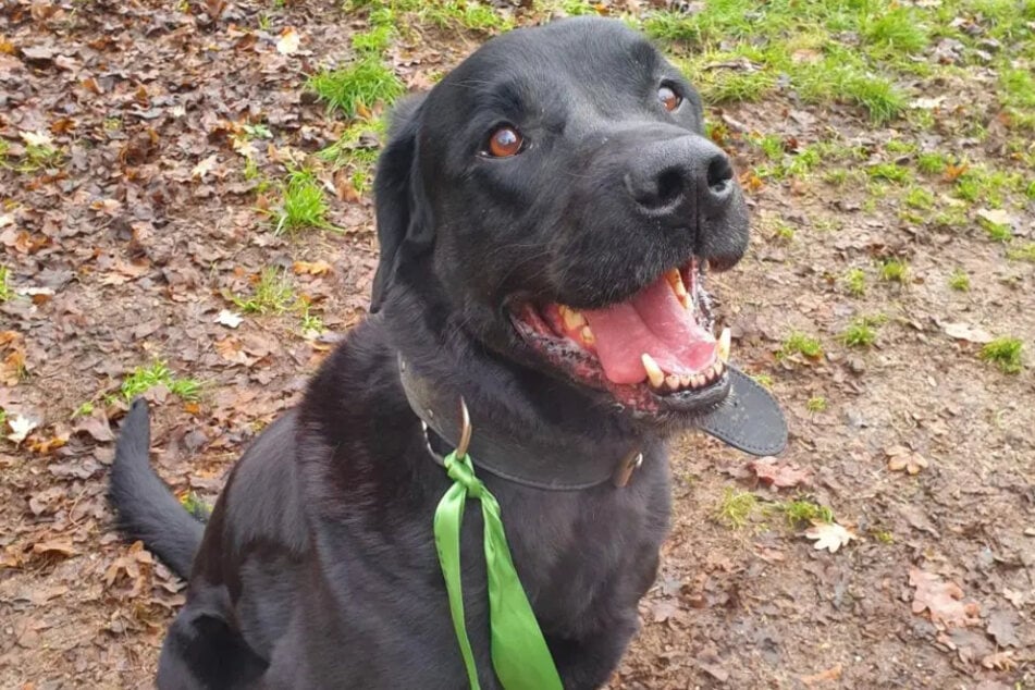 Labrador-Mischling Brezel aus dem Hamburger Tierheim ist auf der Suche nach einem Zuhause.