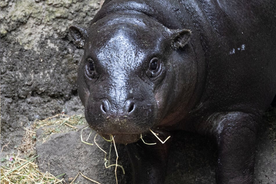 Flusspferd Toni aus dem Berliner Zoo wird bald schon ein Jahr alt.