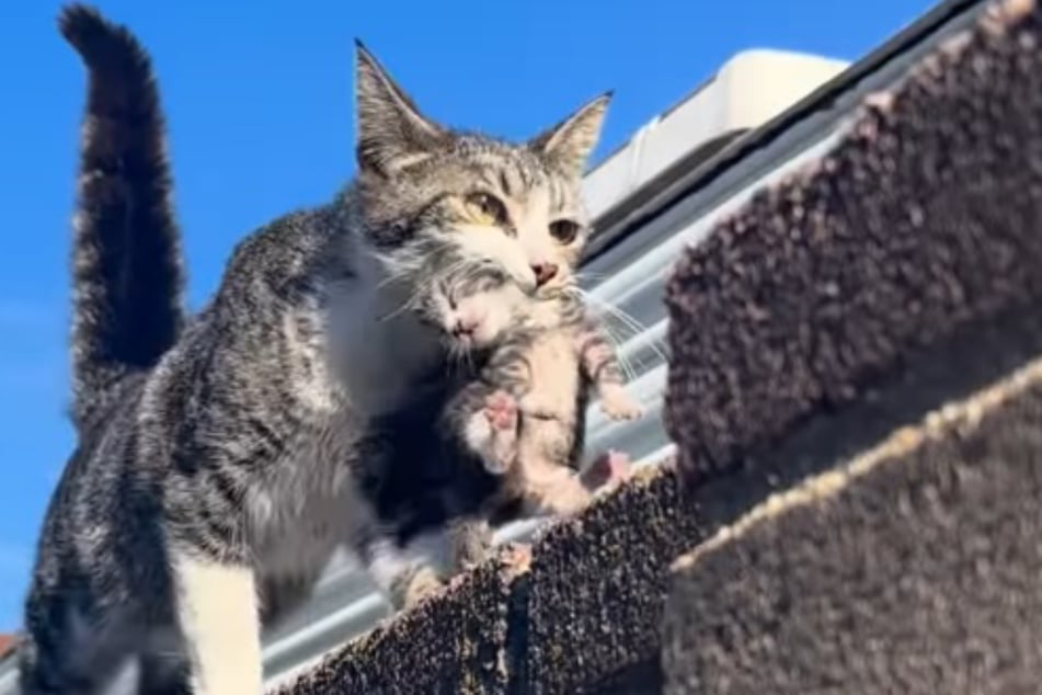 Mayor hatte eines ihrer Kitten im Maul - es war erst der Anfang.
