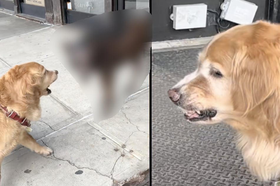Golden Retriever trifft schlimmsten Feind beim Gassigehen, doch sein Herrchen greift nicht ein