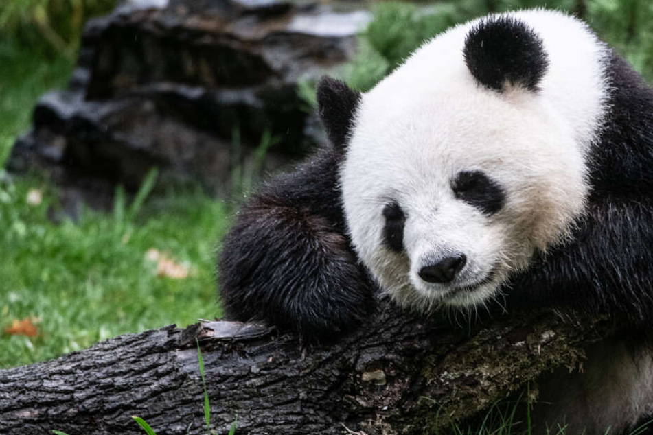 Panda-Dame Meng Meng brachte Zwillinge zur Welt.