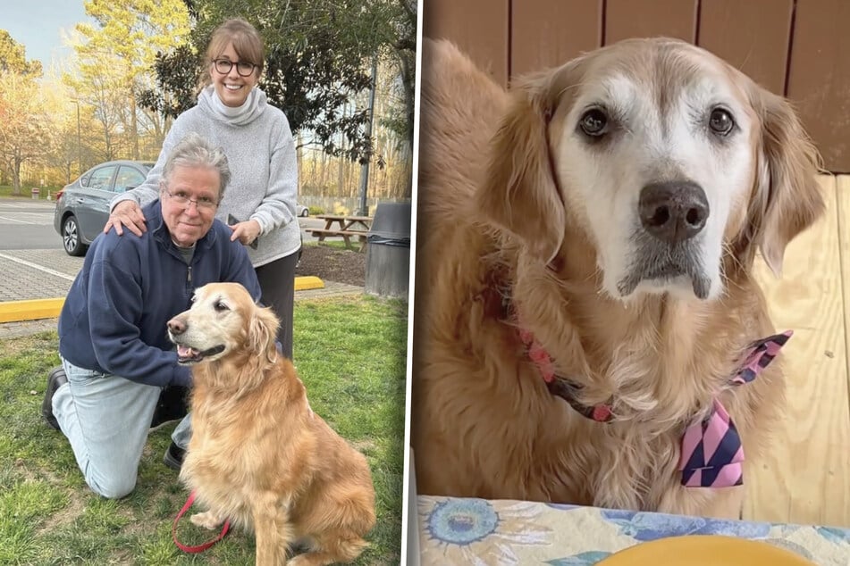 Golden Retriever Duke ist zehn Jahre alt und lebt seit März 2024 bei seinen neuen Besitzern.