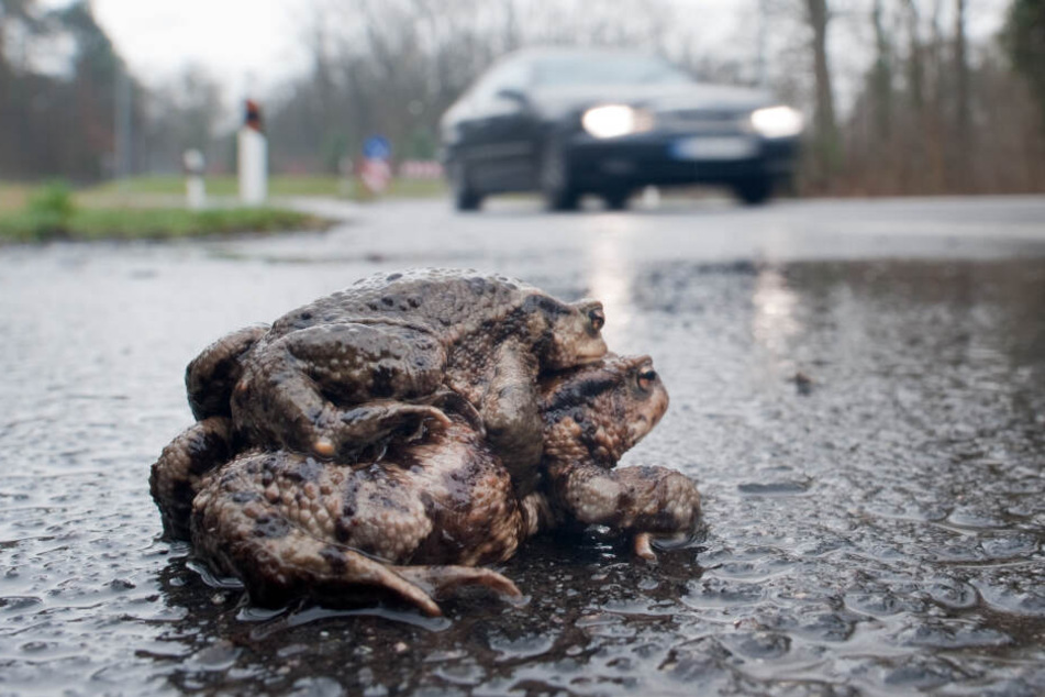 Im Frühjahr ist Paarungszeit. Amphibien wie Kröten sind dann auf Wanderschaft - die oft unter einem Auto ein jähes Ende nimmt.