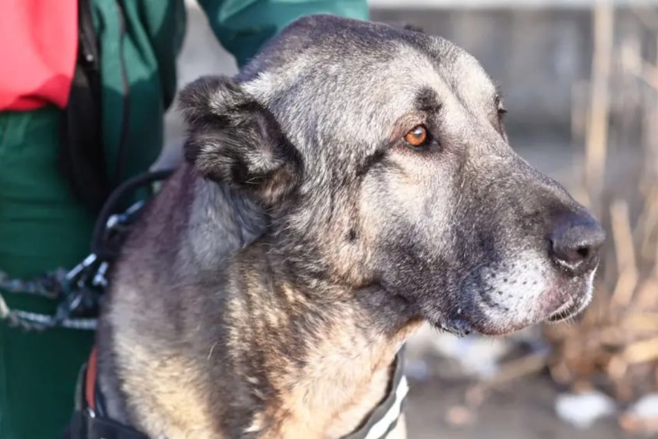 Hund Lee hofft auf ein Happy End zu seinem Lebensende.