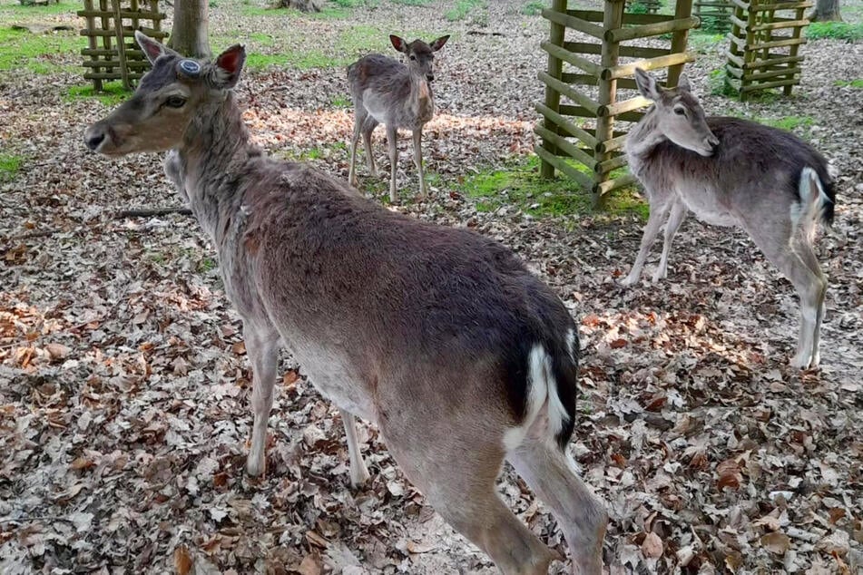 Bereits am Freitag waren drei Tiere zurückgekehrt.