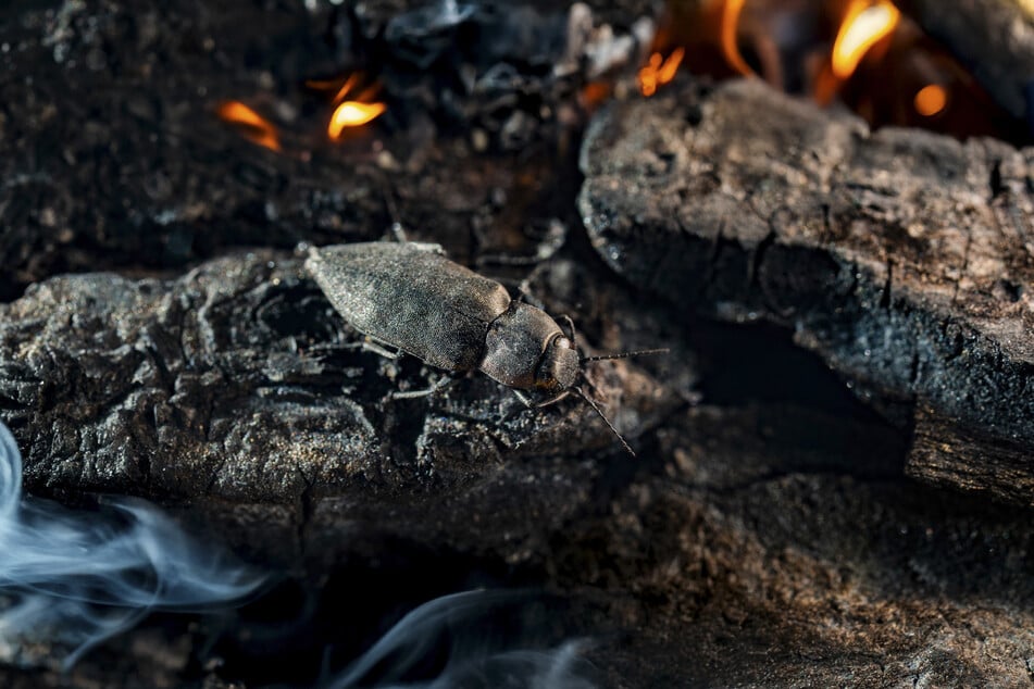 Die Doku befasst sich damit, wie es nach dem Feuer weitergeht.