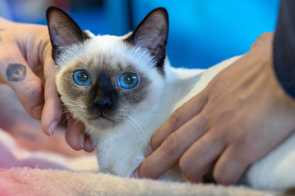 Besucher bestaunen eine Thai-Katze mit leuchtend blauen Augen.