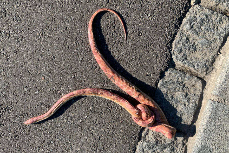 Eine tote Kornnatter mit verknotetem Körper liegt auf einer Straße. Laut Tierschutzvereins Markgräflerland deutet alles darauf hin, dass die Schlange misshandelt wurde und daran starb.