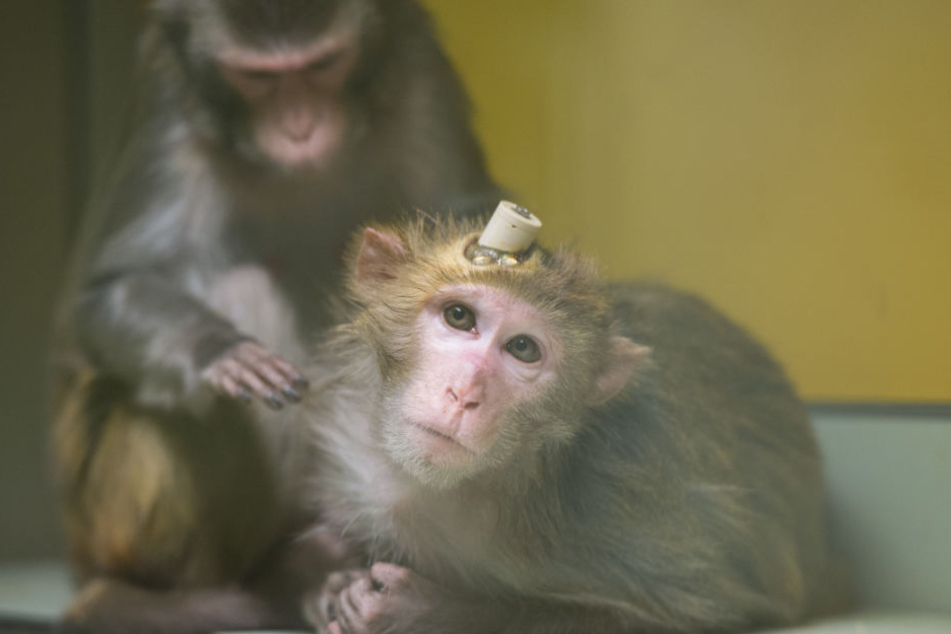 Tierschützer filmten heimlich die Affen. (Archivbild9