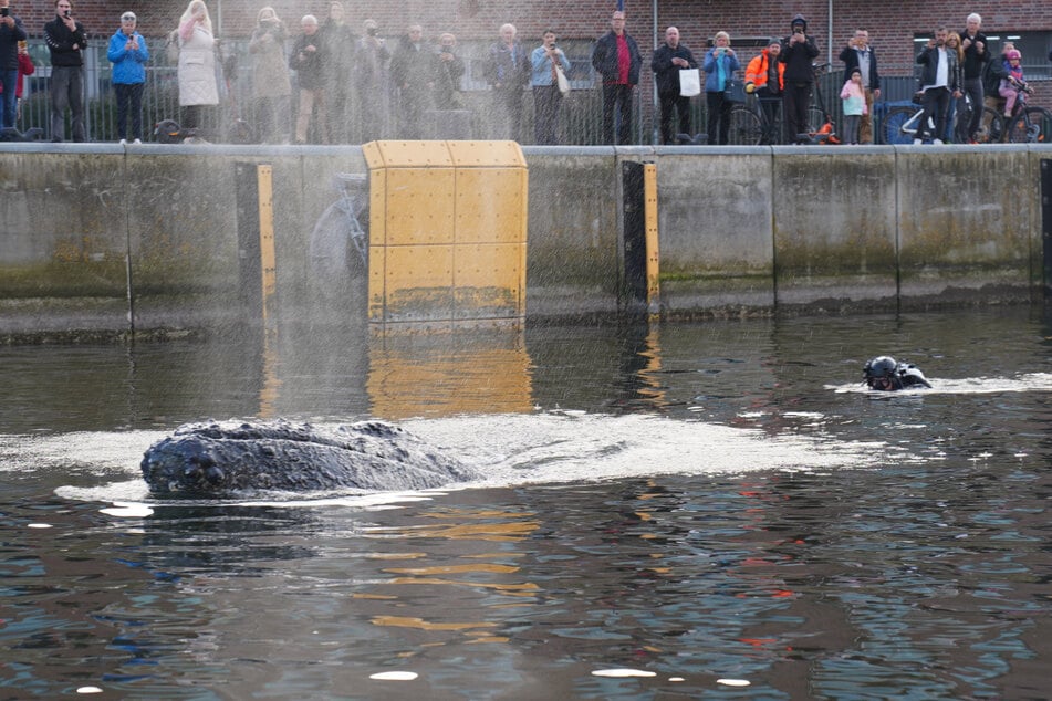 Anfang März tauchte der Wal in Wismar auf.