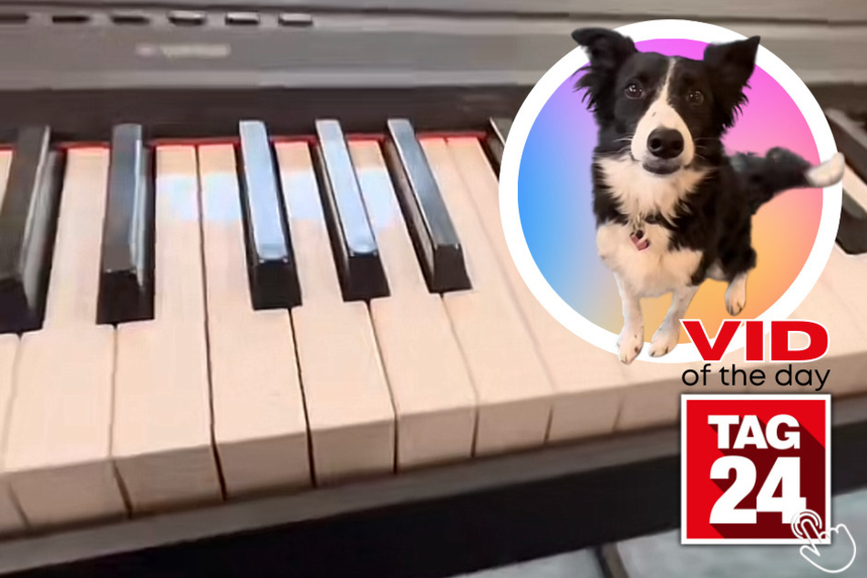 Today's Viral Video of the Day showcases an incredibly talented Border Collie named Indi who happens to have perfect pitch!