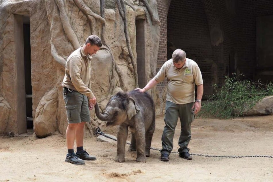 Dem Babyfant geht es gut. Einen Namen hat er trotzdem noch nicht.