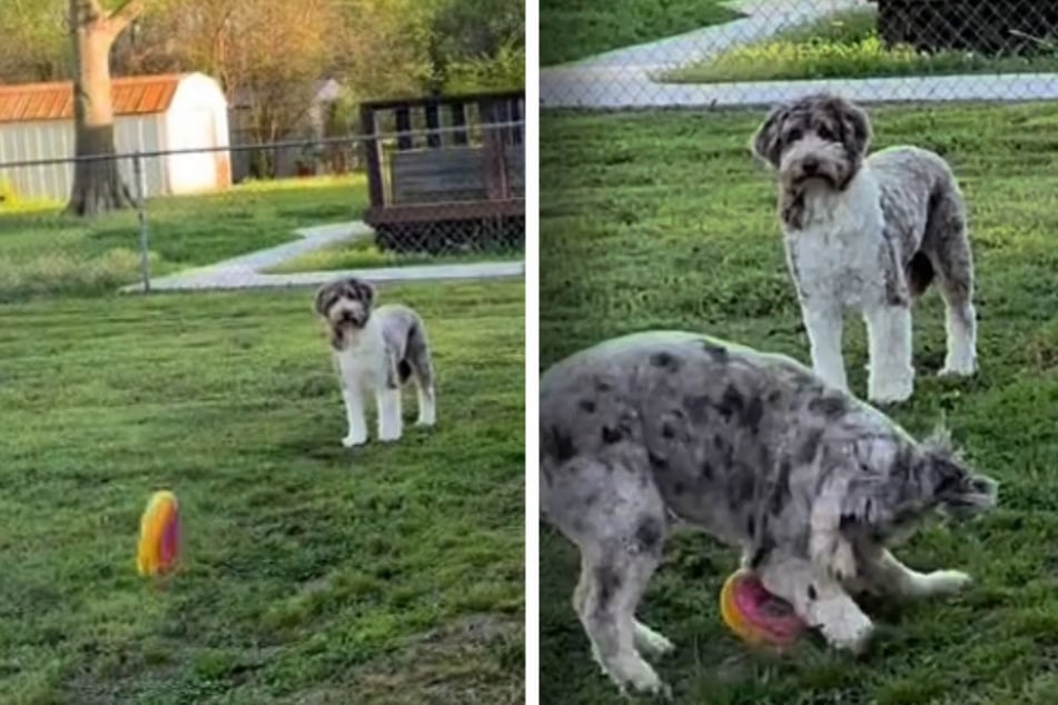 Wenn Frauchen einen Ball wirft, steht Noa wie versteinert da. Die junge Hündin hat nie gelernt zu spielen.