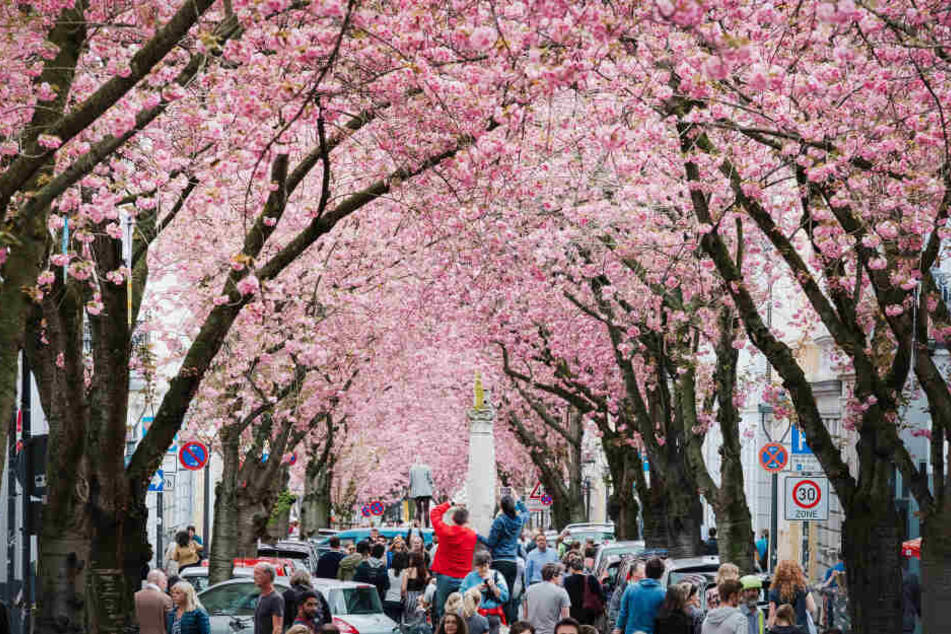 Die Kirschblüte in Bonn ist ein beliebtes Foto-Motiv, das jedes Jahr viele Touristen anlockt.