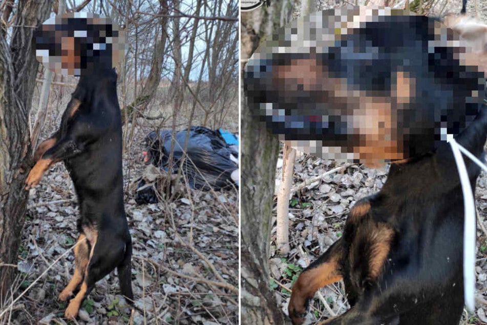 Hund exekutiert und mit dünnem Schnürsenkel an Baum aufgehängt
