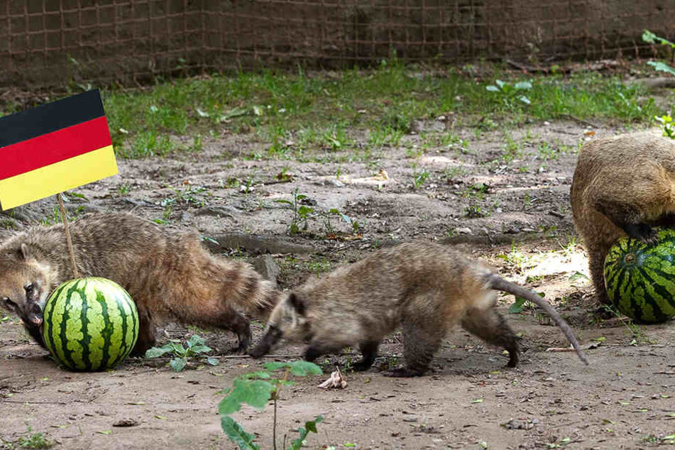 Die Orakel-Nasenbären im Tierpark Chemnitz haben ihren Tipp abgegeben: Deutschland gewinnt.