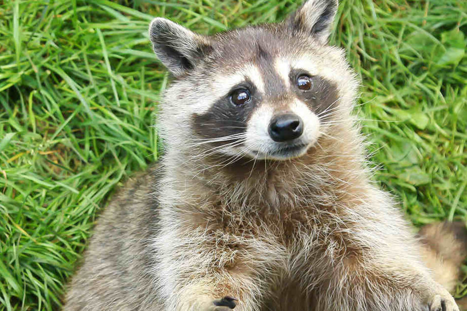 So ein süßer Waschbär legte am Wochenende das Dörfchen Burghammer lahm.