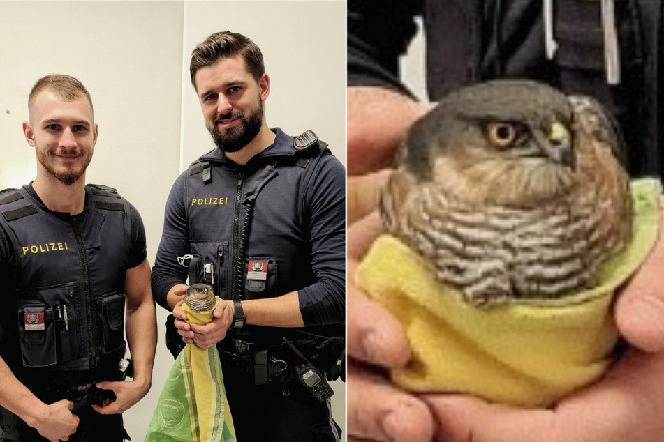 Die beiden Polizeibeamten wurden zu einem tierischen Einsatz in Wien gerufen. (Bildmontage)