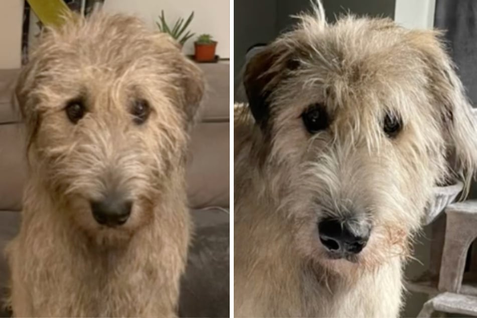 Arlo the Irish wolfhound is larger than life!