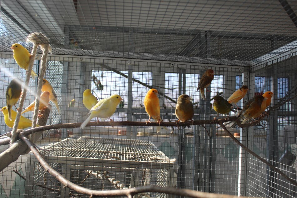 Eine ganze Schwarm an Kanarienvögel wartet im Tierheim auf ein neues Zuhause.