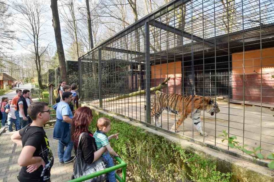Im Tierpark Chemnitz sieht es mau aus. Können die Tiger wieder mehr Besucher locken?