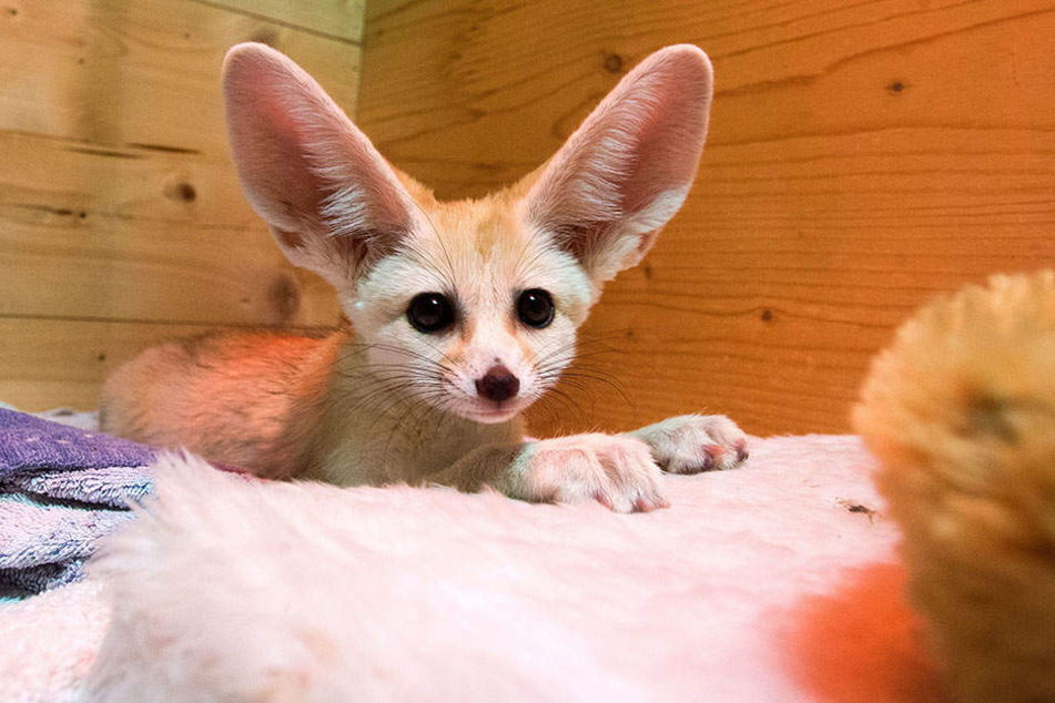 Wüstenfuchs Filinchen bekommt mit Uwe Steimle (54) einen waschechten Ossi zum Taufpaten.