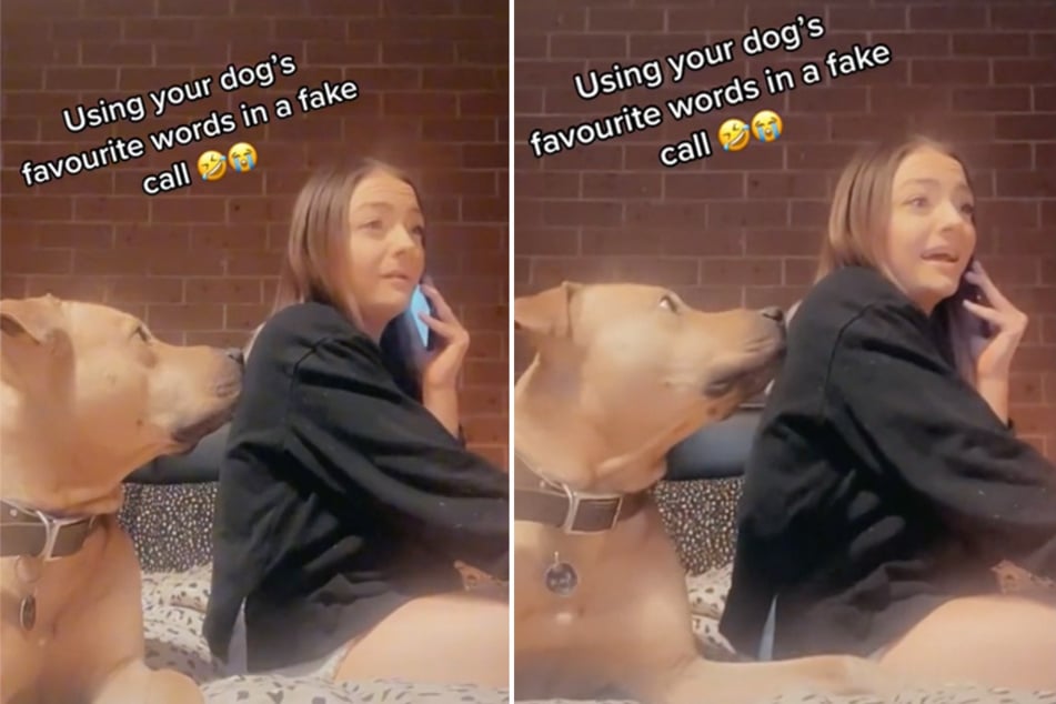 Pup gets the wiggles after mouthwatering phone call