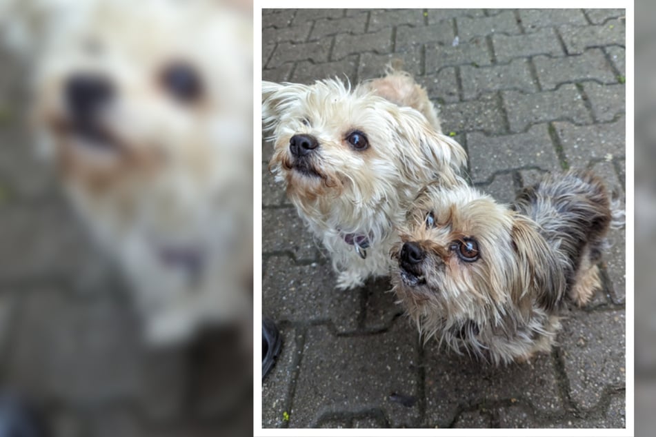 Die beiden Yorkshire-Terrier-Mädels mussten nach dem Tod ihres vorherigen Halters ins Mainzer Tierheim gebracht werden.
