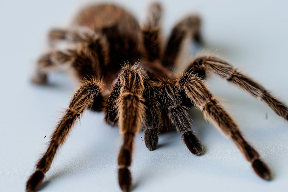 Die brasilianischen Vogelspinnen der Art Avicularia geroldi waren innerhalb des Pakets in Einzelboxen verpackt. (Symbolfoto)
