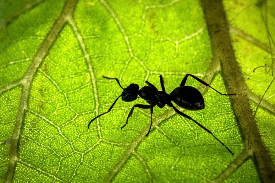 Eine Ameise kriecht friedliebend über ein Laubblatt. Doch der Klimawandel könnte die Tiere nun ordentlich aus dem Gleichgewicht bringen, wie Forscher herausfanden.