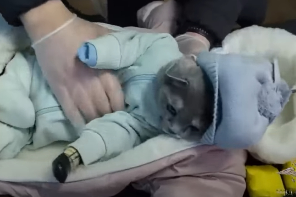 A woman from Russia disguised her cat as a baby, probably because she thought she could smuggle drugs better that way.